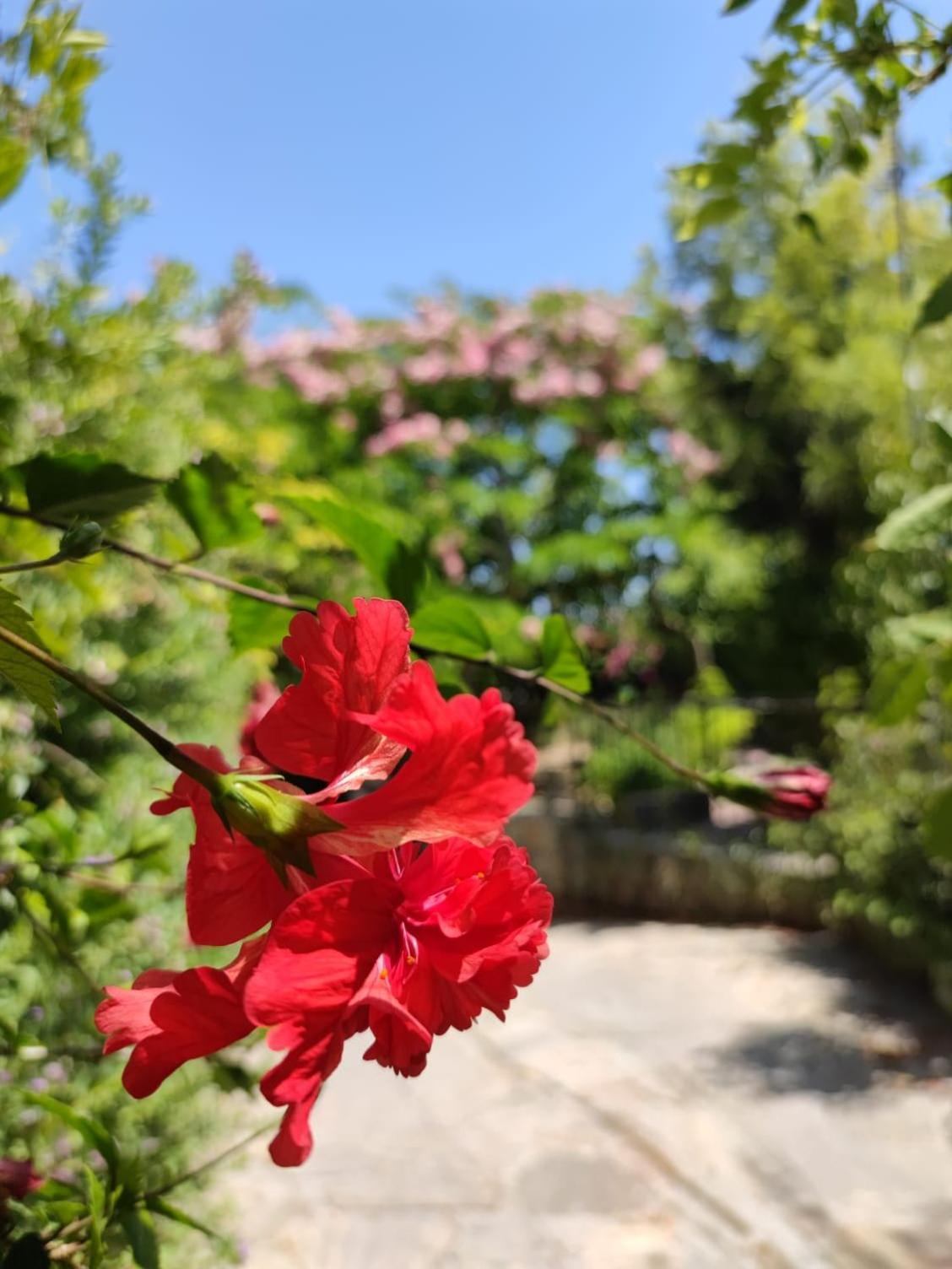 Bed and Breakfast Babil Bahceleri - Gardens Of Babel Лапитос Экстерьер фото